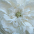 White - Centifolia rose - Madame Hardy